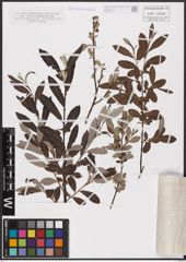 Foto von Salix aurita L. x Salix eleagnos Scop.